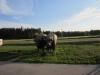 random-wildebeest-as-we-came-into-lithuania