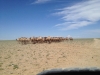 bactrian-camels-which-are-able-to-live-quite-happily-in-the-gobi-desert-mongolia