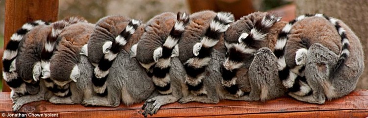 lemurs on log Lemurs sleeping. Taken at the Colchester Zoo, Essex UK, by Jonathan Chown (via Hungeree)
